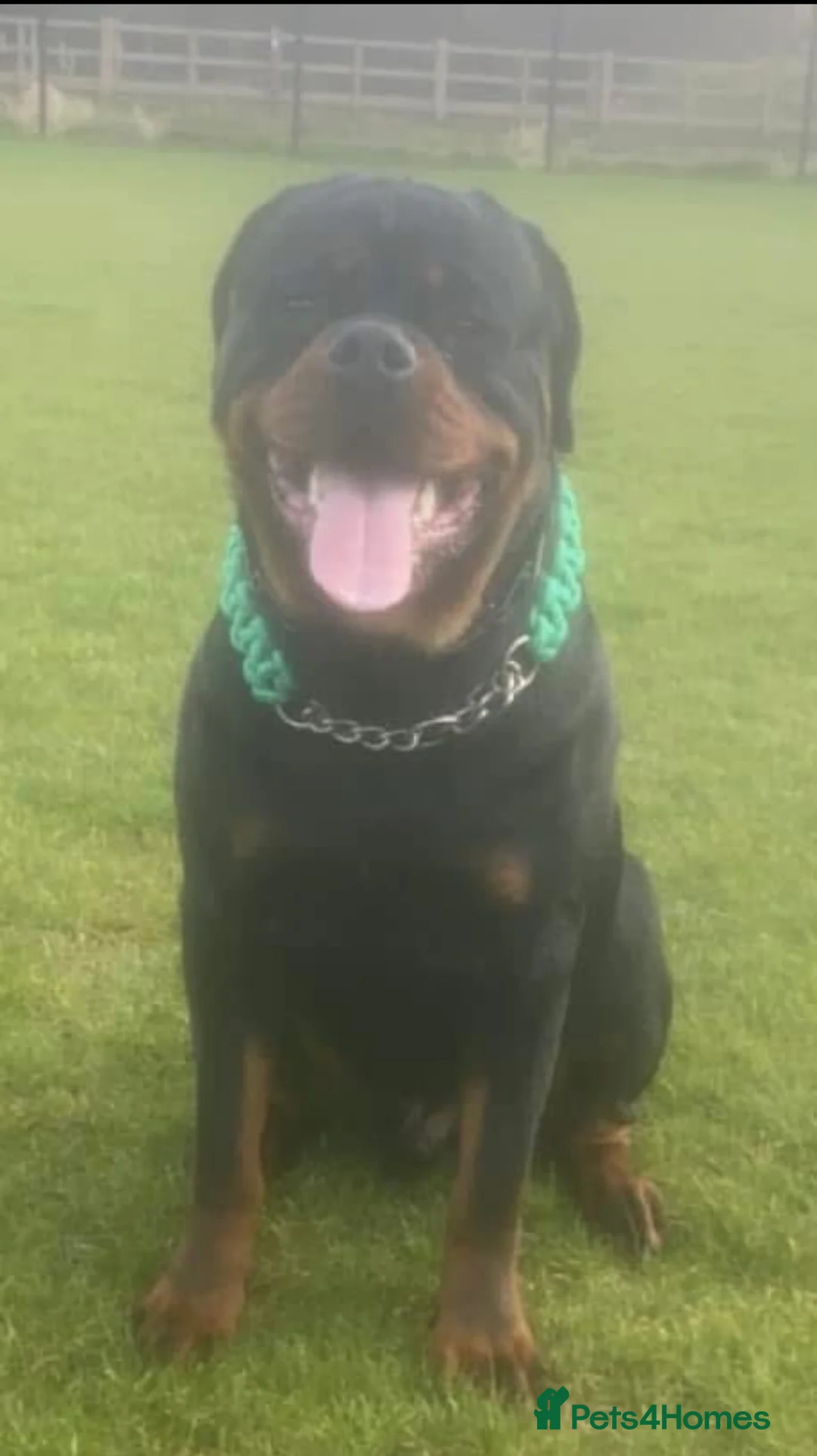 Rottweiler dogs for stud: Black Trovants Champion bloodline Rottweiler stud - Advert 2