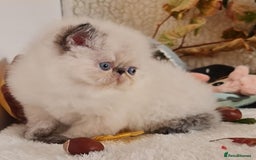 Persian cats for sale: Persian Kittens - Image 15