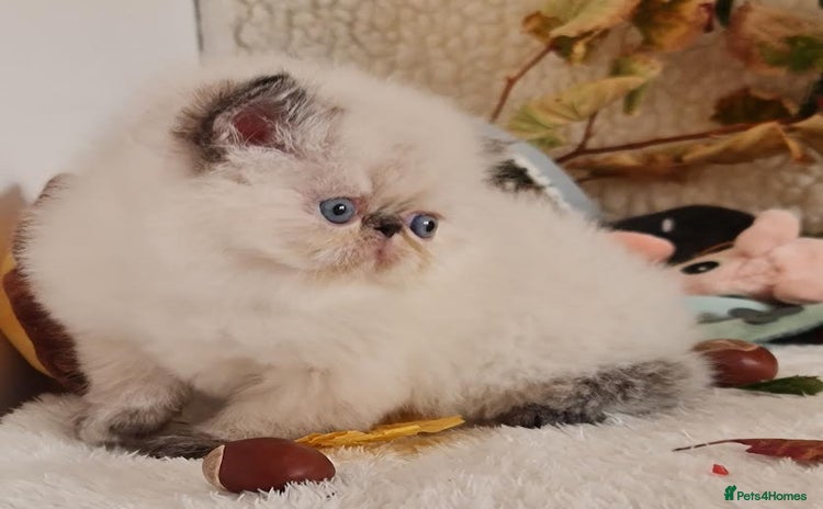 Persian cats - Advert 12