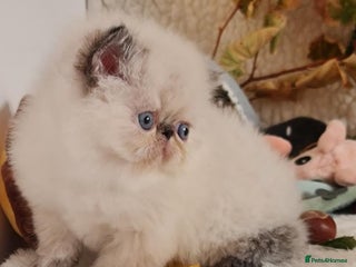 Persian cats Persian Kittens - Advert 4