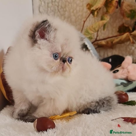 Persian cats - Advert 14