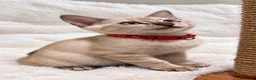 Bengal cats for sale: TICA Registered Bengal snow 5 Generation Pedigree  - Advert 5