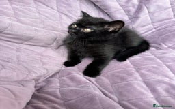 British Shorthair cats for sale: British shorthair kittens🐻🐻‍❄️🐻🐻‍❄️🐻🐻‍❄️ - Image 23