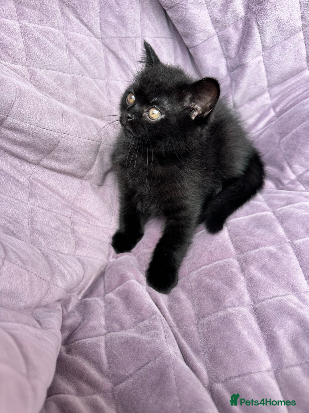 British Shorthair cats for sale: British shorthair kittens🐻🐻‍❄️🐻🐻‍❄️🐻🐻‍❄️ - Image 23