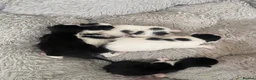 Mixed Breed cats for sale: Tuxedo kittens  - Advert 8