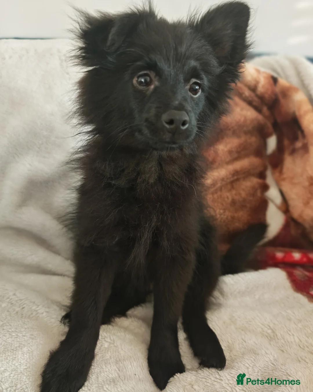 Pomeranian dogs for sale: Black Female Pomeranian ready to collect - Advert 2