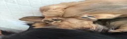 Miniature Dachshund dogs for sale: Shaded cream long haired miniature Daschunds  in Appleby-in-Westmorland - Advert 8