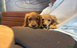 Mixed Breed dogs for sale: 1 female puppy left - Beautiful Goldendoodle cross - Image 9