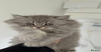 British Shorthair cats - Advert 5