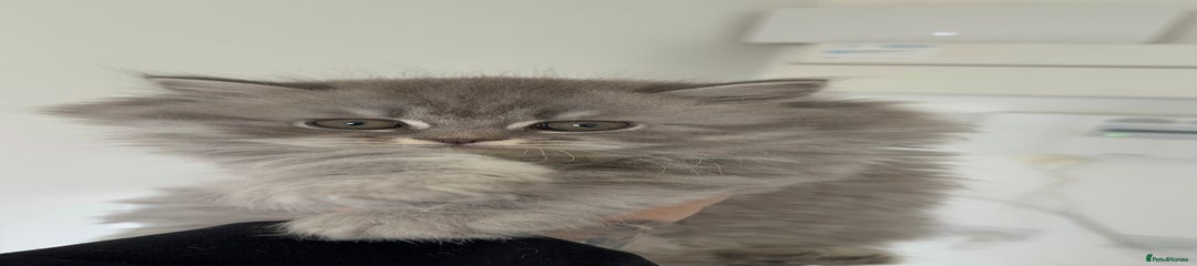 British Shorthair Kitten 4