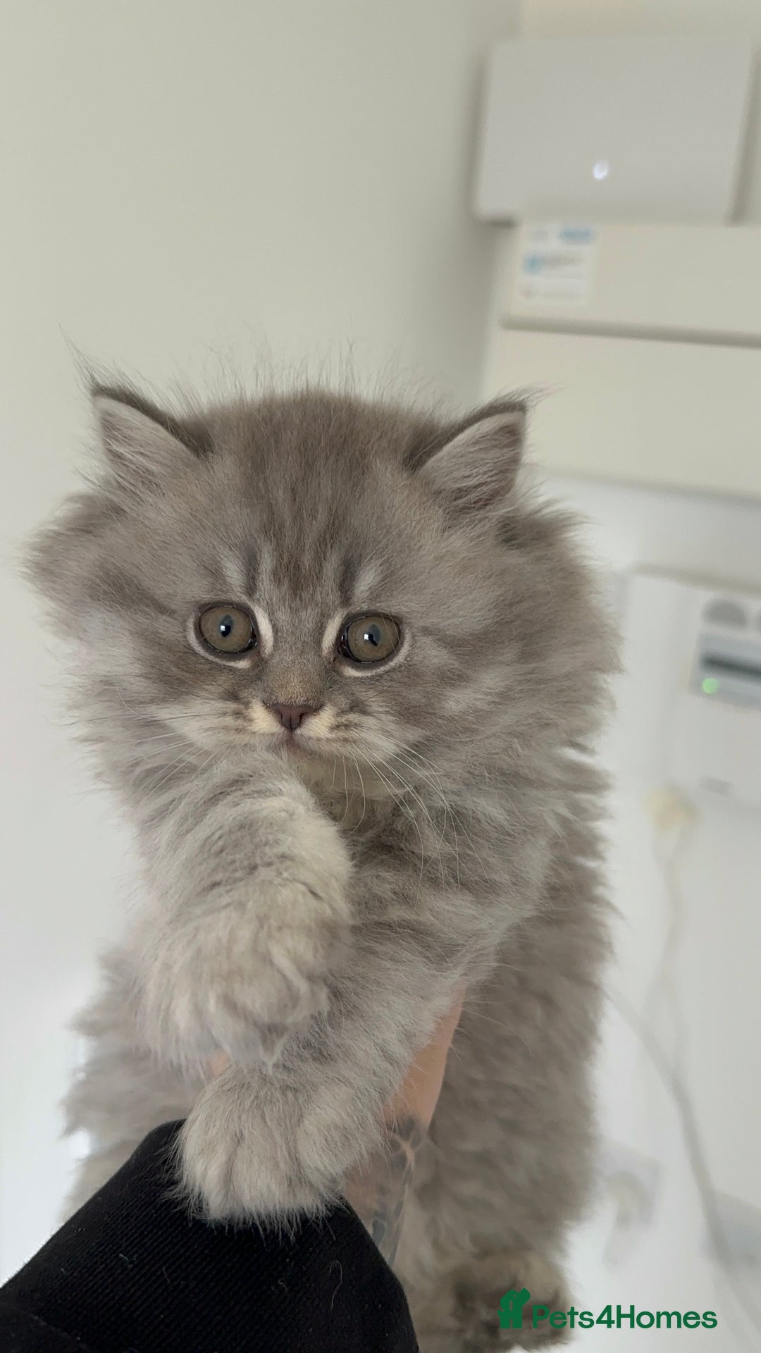 British Shorthair cats for sale: Blue British Shorthair GCCF - Image 3