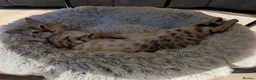 Bengal cats for sale: 1 beautiful pure snow bengal kitten  - Advert 4