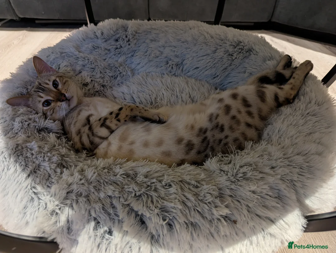 Bengal cats for sale: 1 beautiful pure snow bengal kitten  - Advert 4