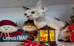 Devon Rex cats for sale: ✨Stunning Devon Rex girl- available now - Image 5