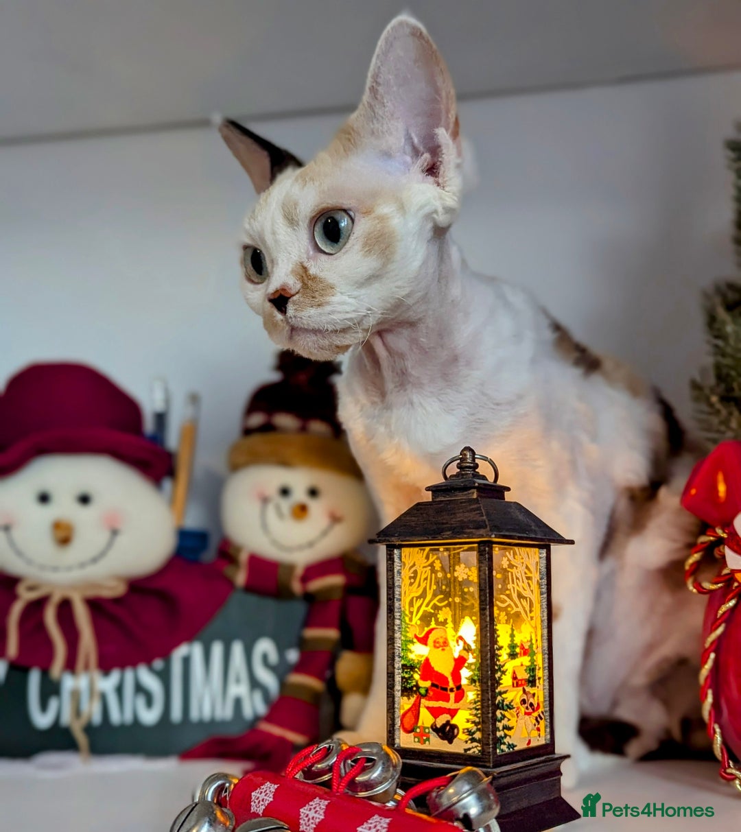 Devon Rex cats for sale: ✨Stunning Devon Rex girl- available now - Image 5
