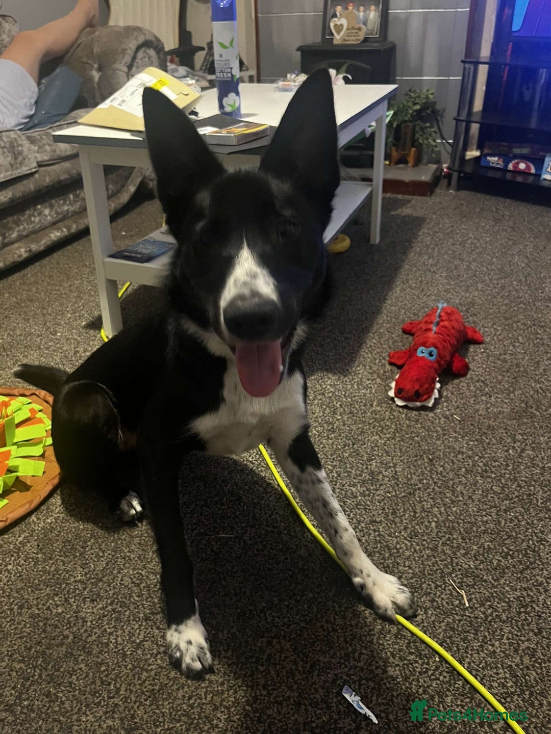 Border Collie dogs for sale: Coco  - Image 8