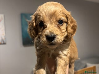 Cockapoo dogs F1 Cockapoo puppies - Advert 12