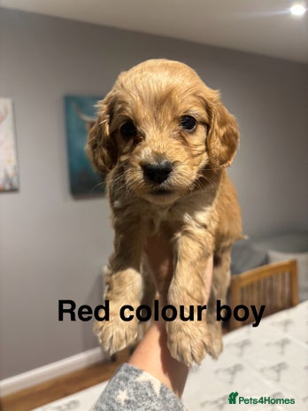 Cockapoo dogs F1 Cockapoo puppies - Advert 3