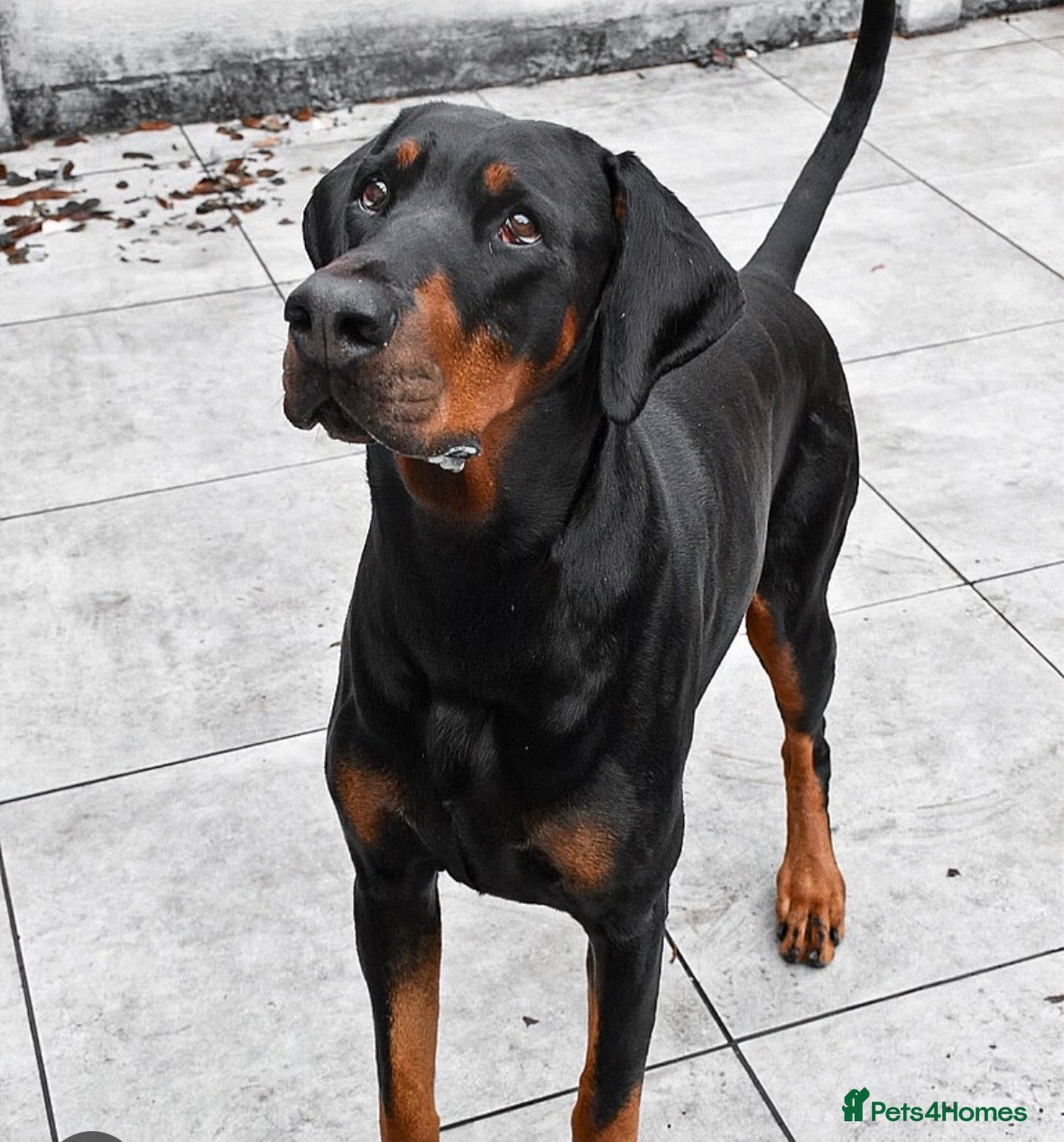 Dobermann dogs Dobermann Bitch KC REG  - Advert 7