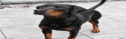 Dobermann dogs for sale: Dobermann Bitch KC REG  - Advert 1