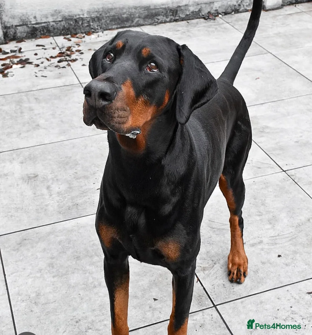 Dobermann dogs for sale: Dobermann Bitch KC REG  - Advert 1