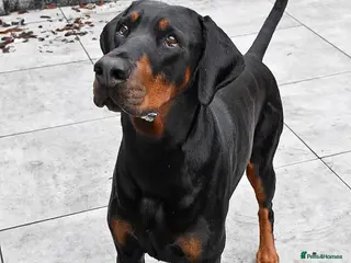 Dobermann dogs Dobermann Bitch KC REG - Advert 3