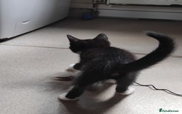Mixed Breed cats for sale: 1 gorgeous female bengal x kitten for sale. - Image 6