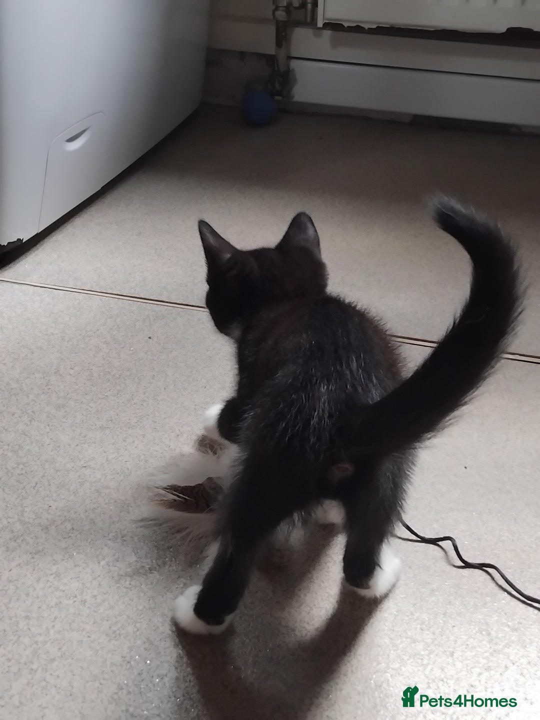 Mixed Breed cats for sale: 1 gorgeous female bengal x kitten for sale. - Image 6