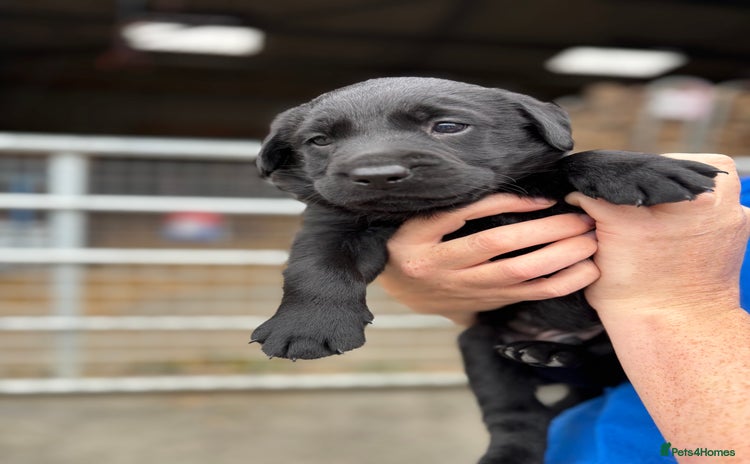 Labrador Retriever dogs - Advert 3