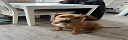 Mixed Breed dogs for sale: Ridgeback x Staffy - Advert 5