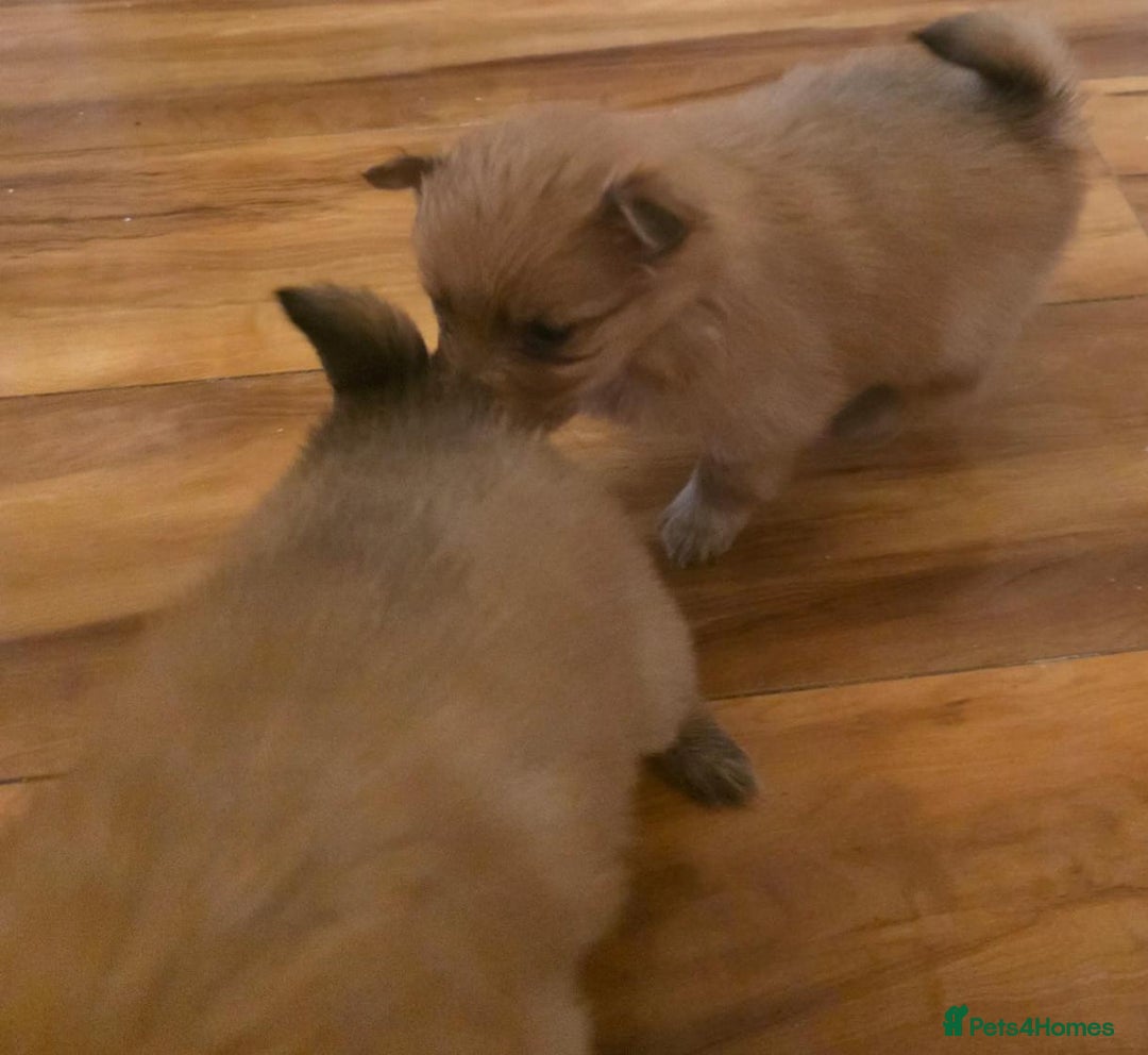 Pomeranian dogs for sale: Pomeranian Puppies - Image 8