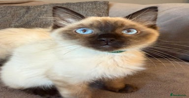 Ragdoll cats - Advert 12