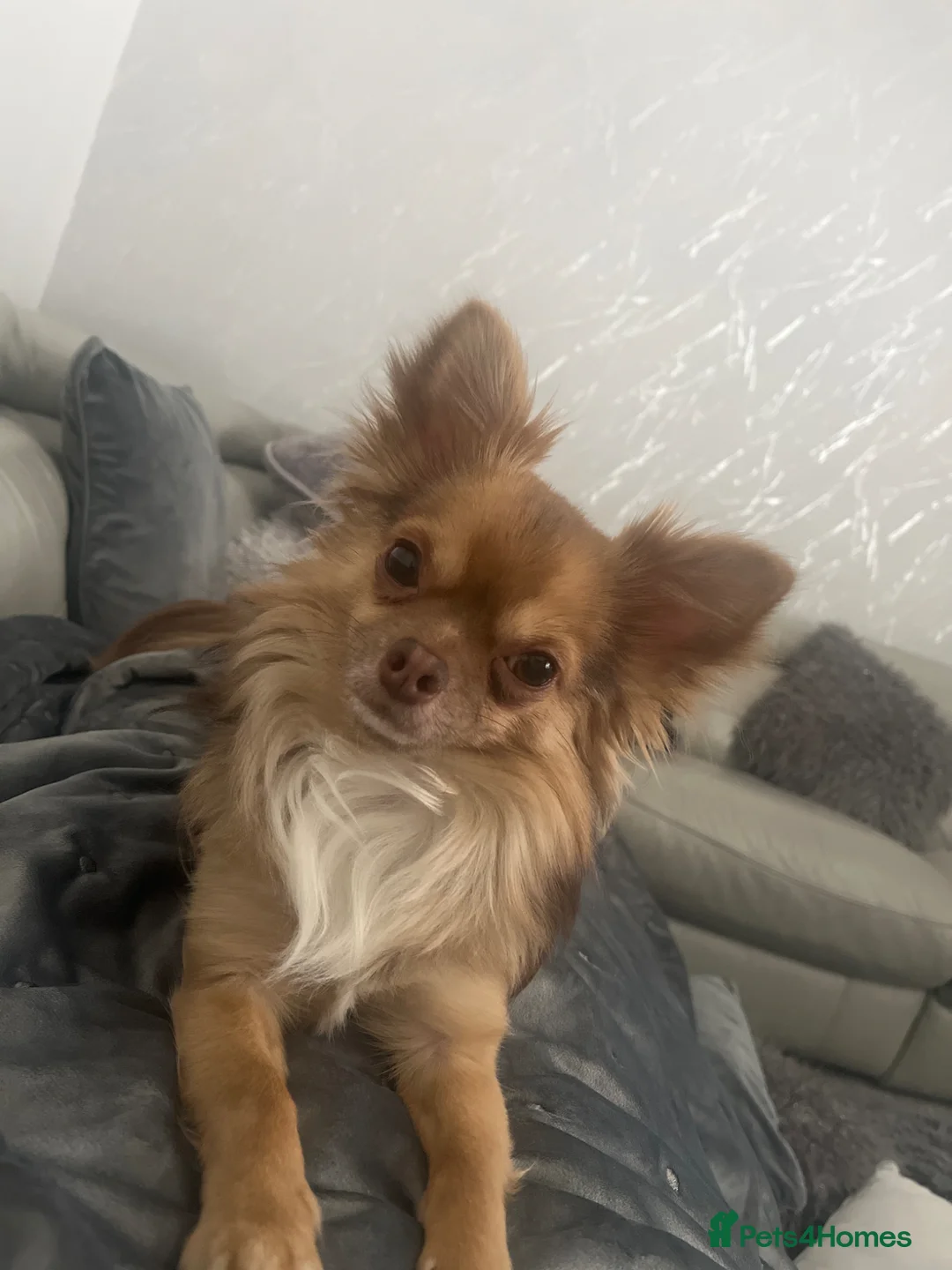 Chihuahua dogs for stud: 🐾 stunning long hair Chihuahua for stud   🐾 - Advert 2