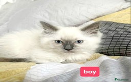 Ragdoll cats for sale: Pure Ragdoll kittens READY NOW!!! in Leicester - Image 15