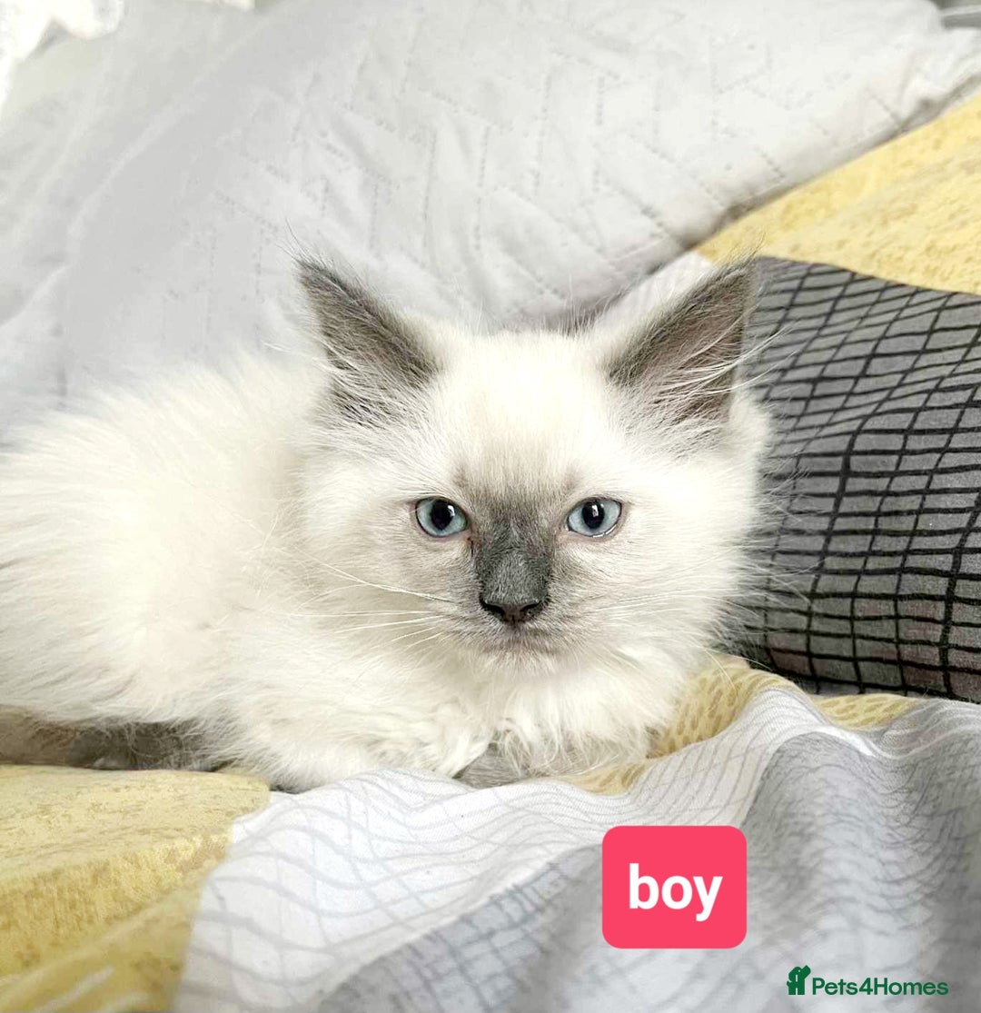 Ragdoll cats for sale: Pure Ragdoll kittens READY NOW!!! in Leicester - Image 15