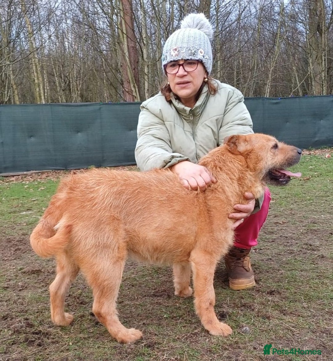 Mixed Breed dogs for adoption: 🐾 Meet IZZY 🐾 💛 A loyal heart & love to give 💛 - Advert 26