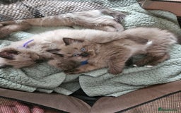 Ragdoll cats for sale: Beautiful Ragdoll Kittens  - Image 1