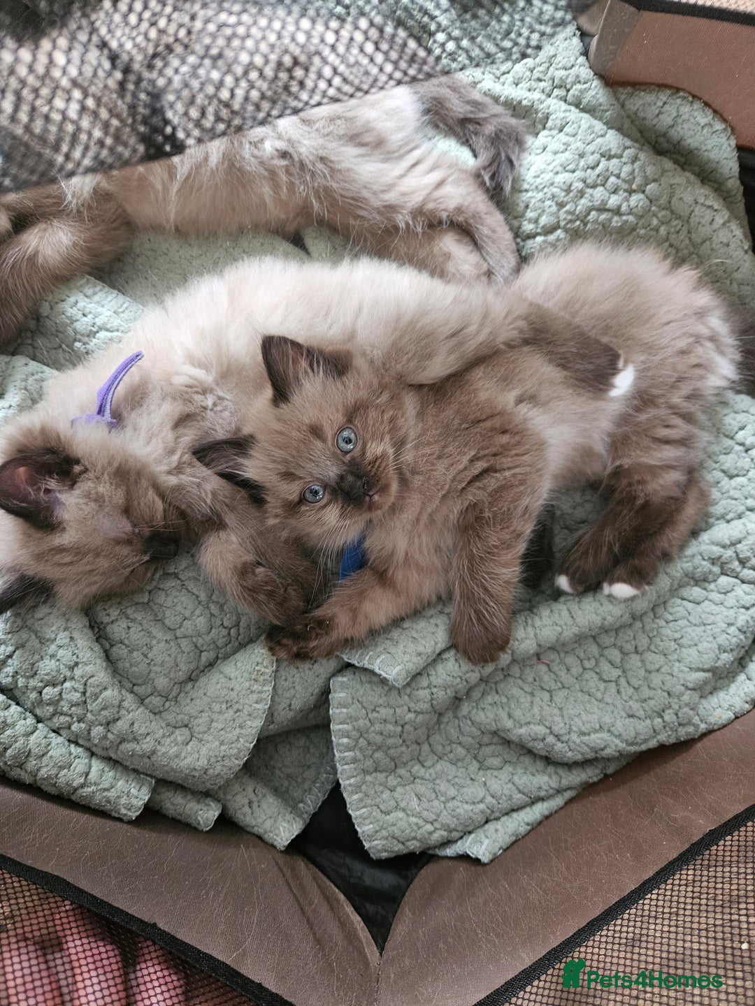 Ragdoll cats for sale: Beautiful Ragdoll Kittens  - Image 1