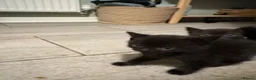 Mixed Breed cats for sale: Mixed British Short Hair Kittens - Ready Now - Advert 6