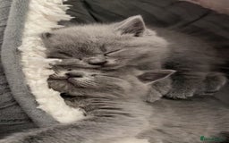 British Shorthair cats for sale: Beautiful litter of baby blues ready  - Image 1