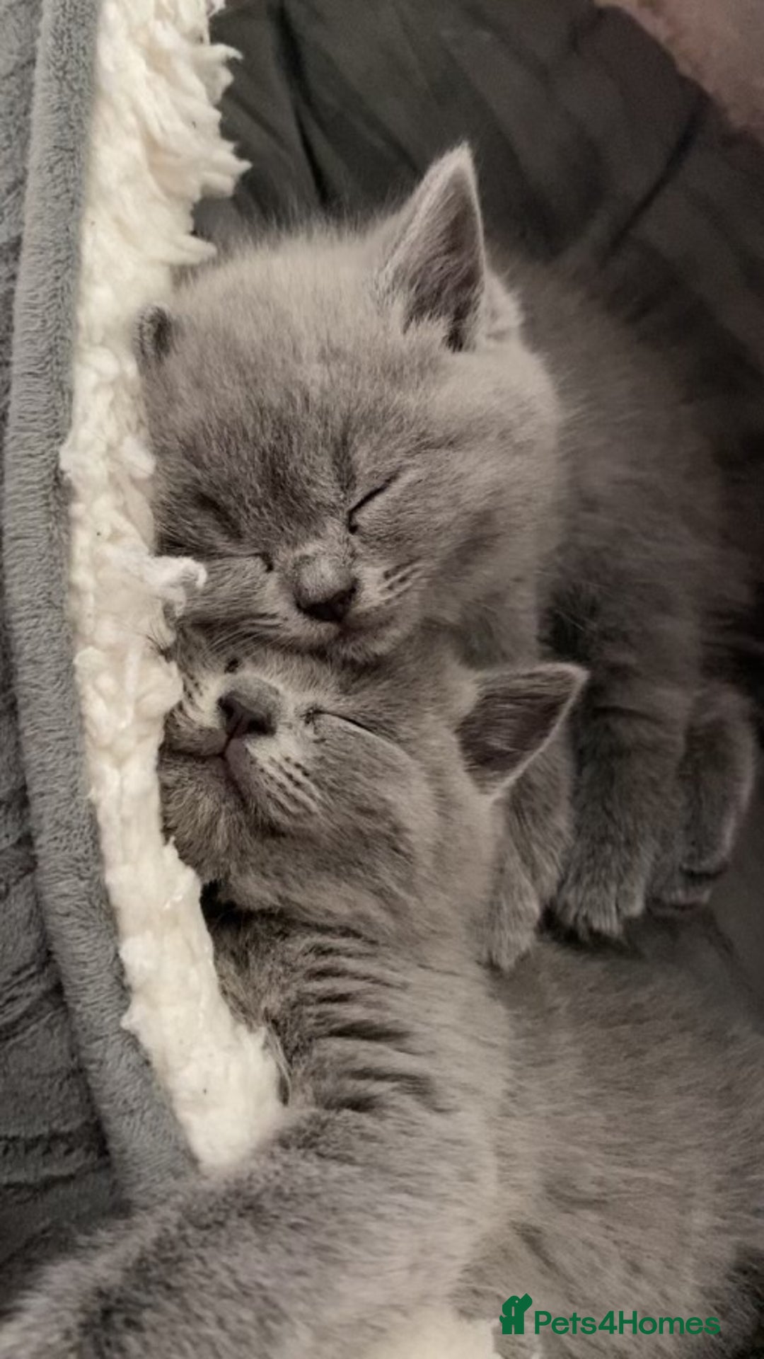 British Shorthair cats for sale: Beautiful litter of baby blues ready  - Image 1