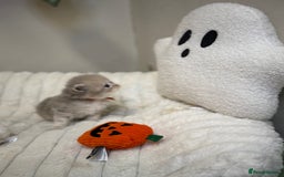 British Shorthair cats for sale: Affectionate lap cats health tested parents  - Image 19