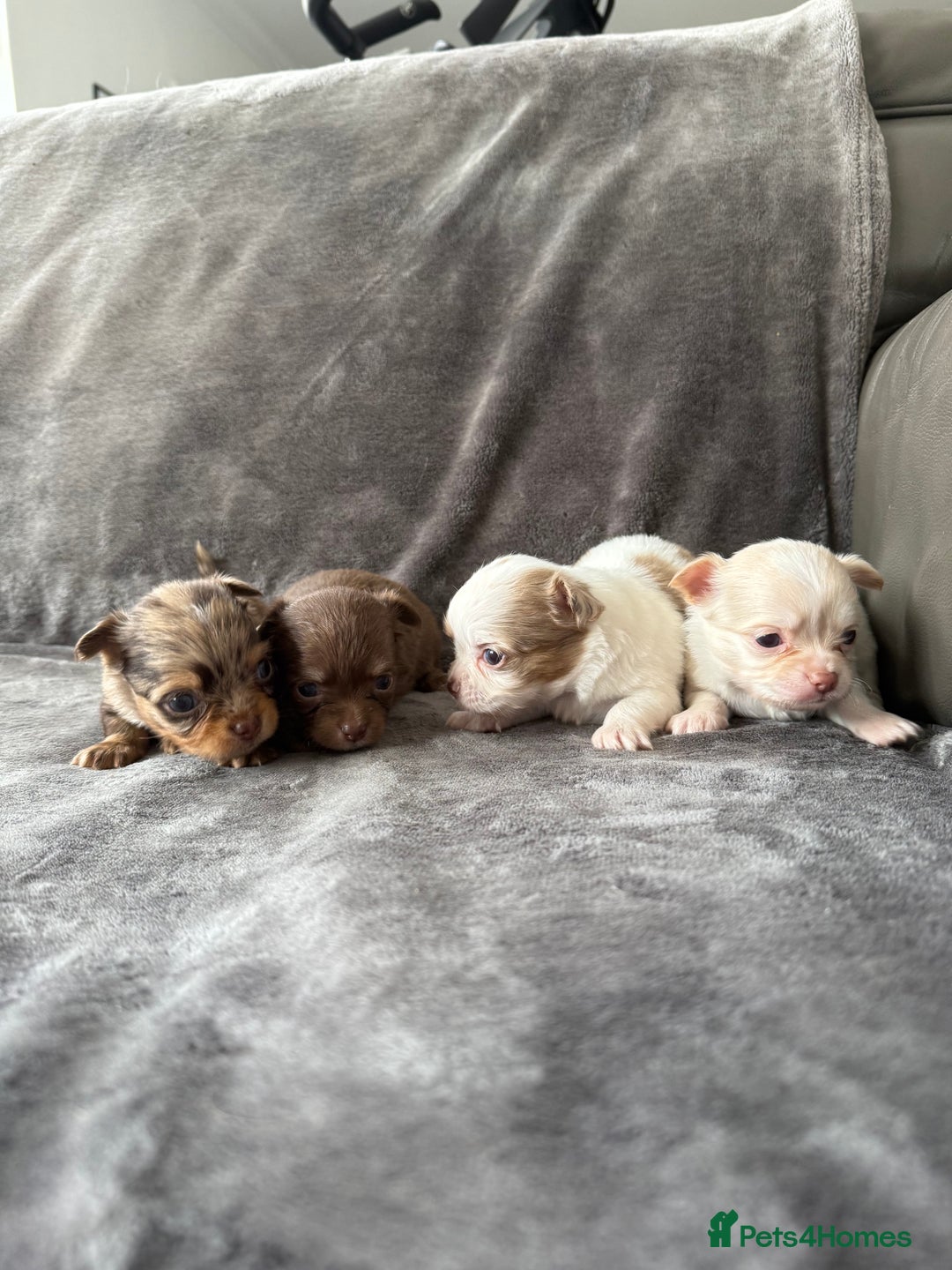 Chihuahua dogs for sale: Long hair chihuahua puppies  - Image 19