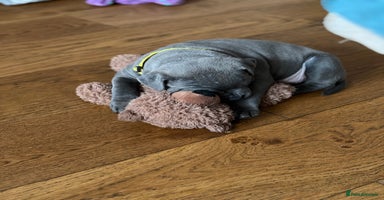 Staffordshire Bull Terrier dogs - Advert 3