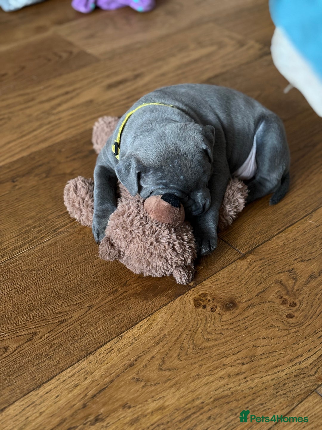 Staffordshire Bull Terrier dogs for sale: REDUCED * Kc registered Staffordshire blue terrier - Image 3