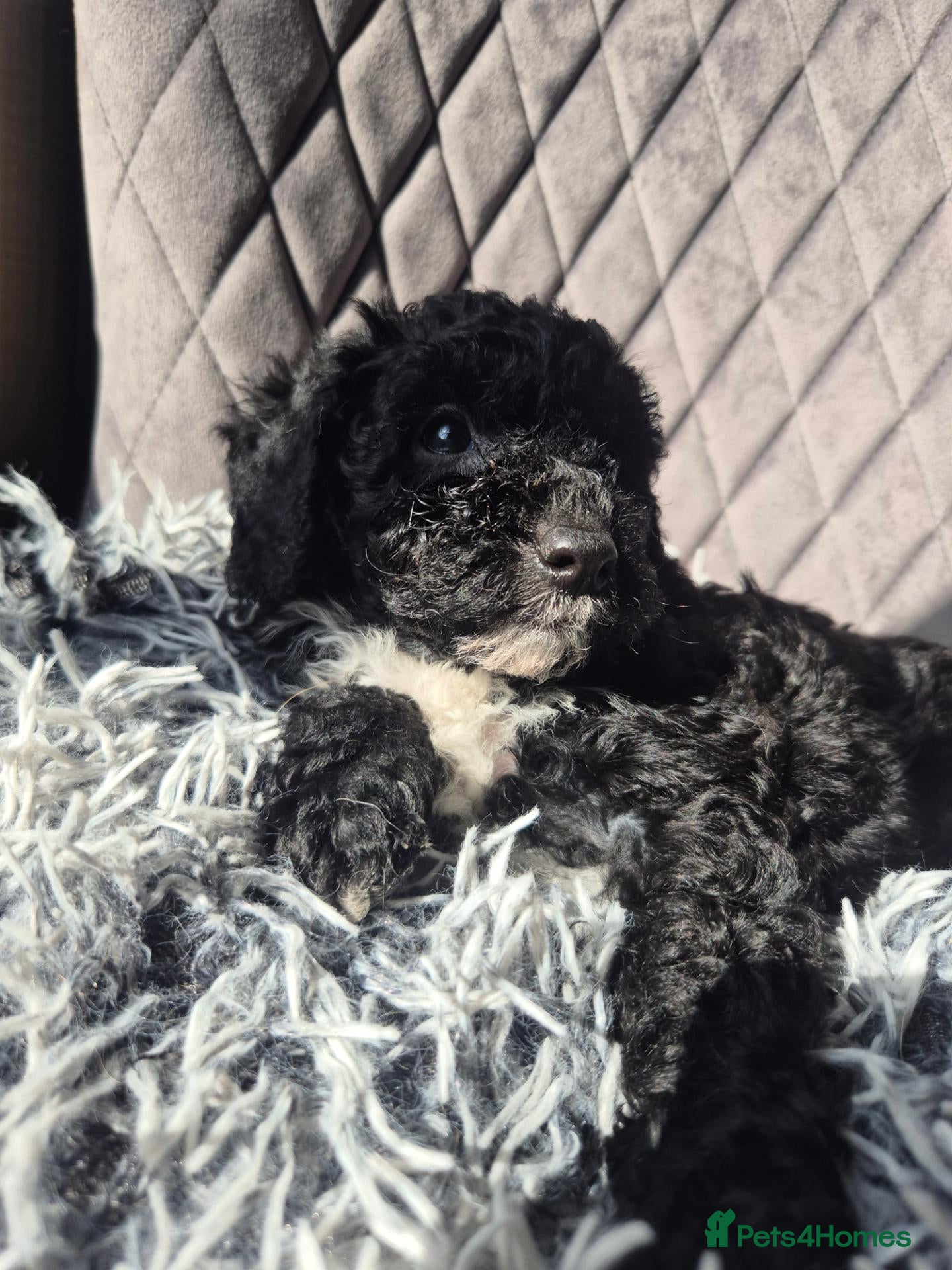 Labradoodle dogs Stunningly beautiful Miniature Labradoodles !  - Advert 1