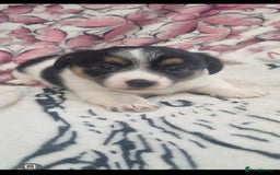 Jack Russell dogs for sale: 2 Beautiful Jack Russell puppies ready now - Image 1