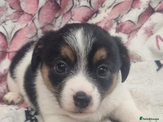 Jack Russell dogs - Advert 2