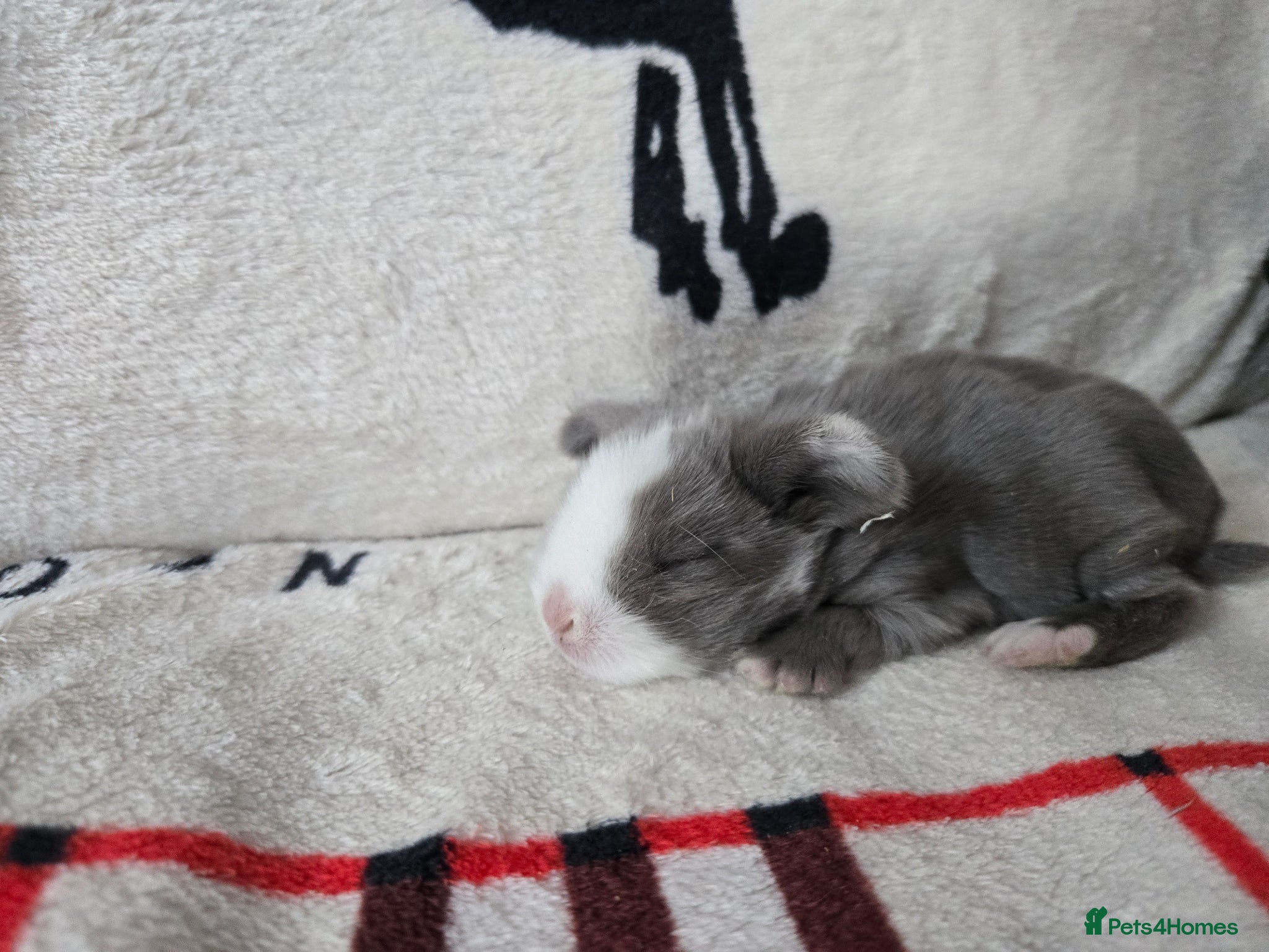 Mini Lop rabbits Stunning mini lops - Advert 1