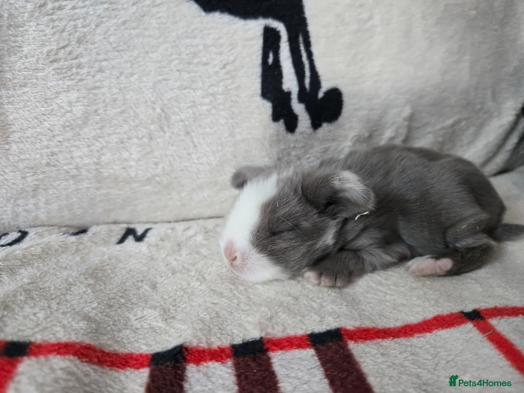 Mini Lop rabbits for sale: Stunning mini lops - Advert 1